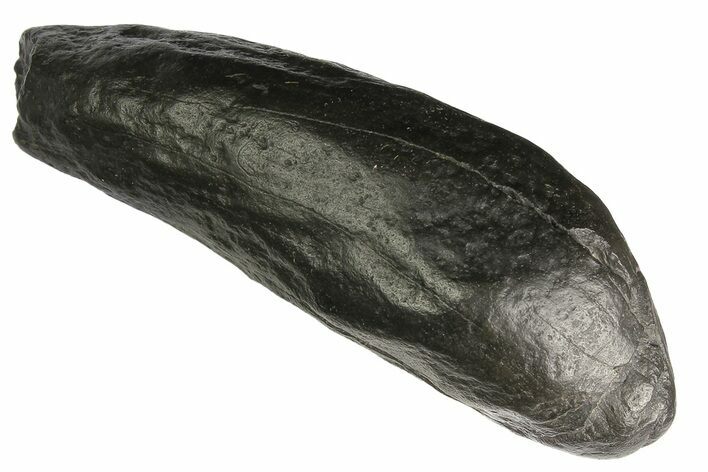 Fossil Sperm Whale (Scaldicetus) Tooth - South Carolina #176182